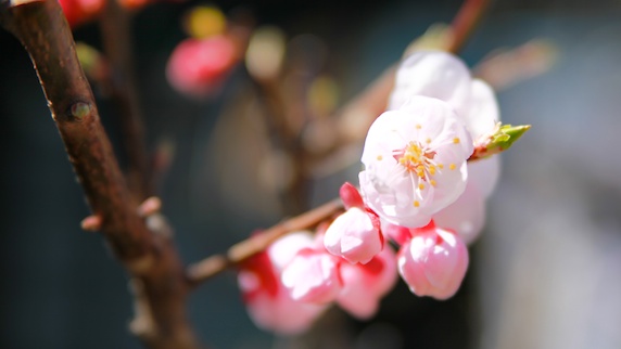 梅の花