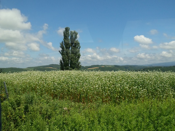 北海道の旅！甜菜糖♪