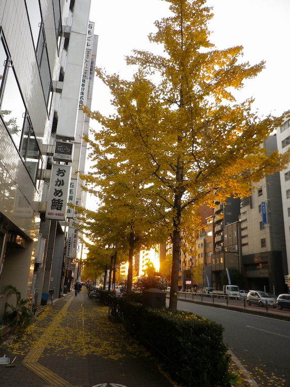 まるで漢方？銀杏の力！