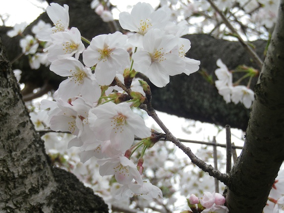 桜