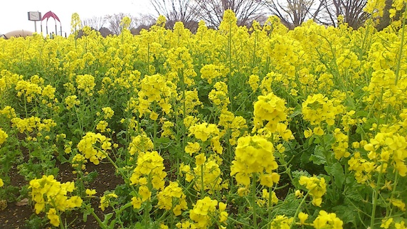 菜の花