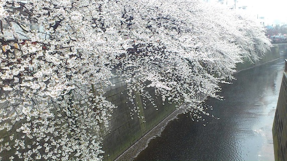 桜