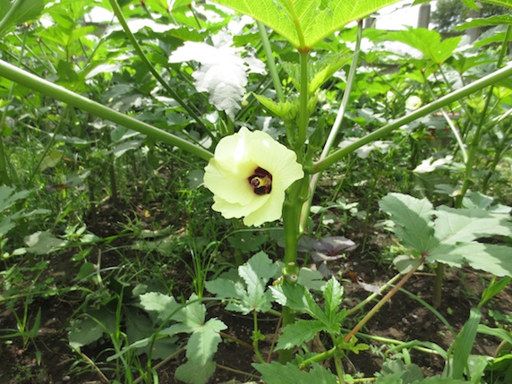 無農薬野菜たち！